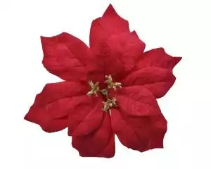 Božična zvezda cvet rdeči 6cm, Kaem.