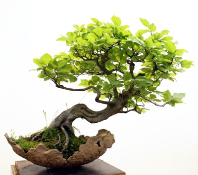 Gojenje bonsaja iz semen