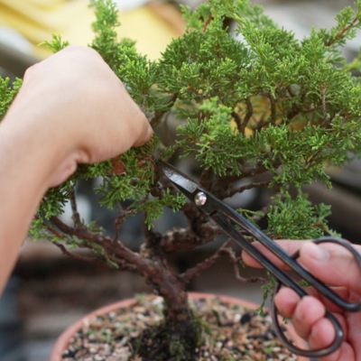 Obrezovanje bonsaja